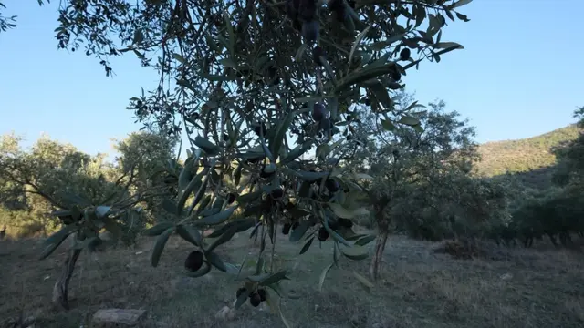 Milas Akçalı Da Satılık Fırsat Zeytin 3