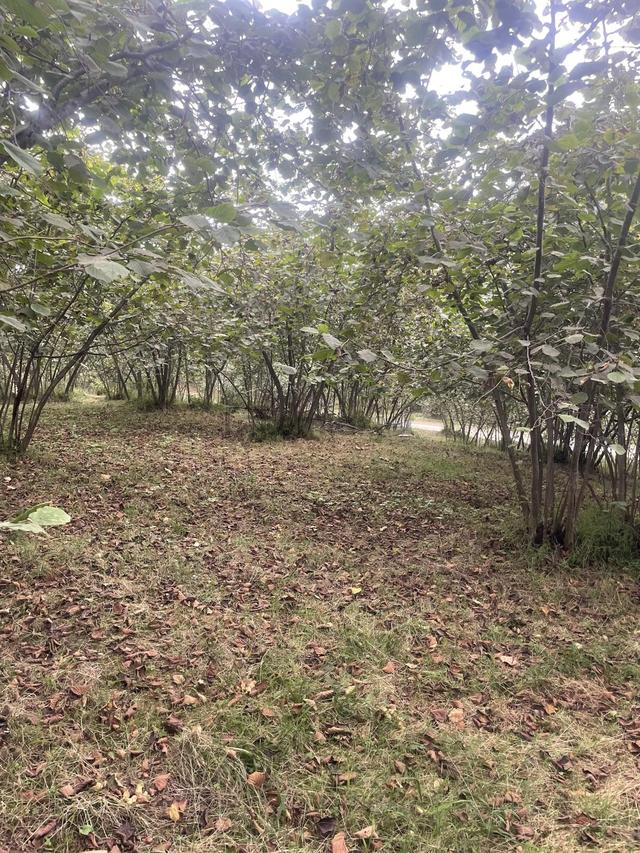 Trabzon Geçit Mah Toki Konutları Yanı Satılık 2438 M2 Arsa 4