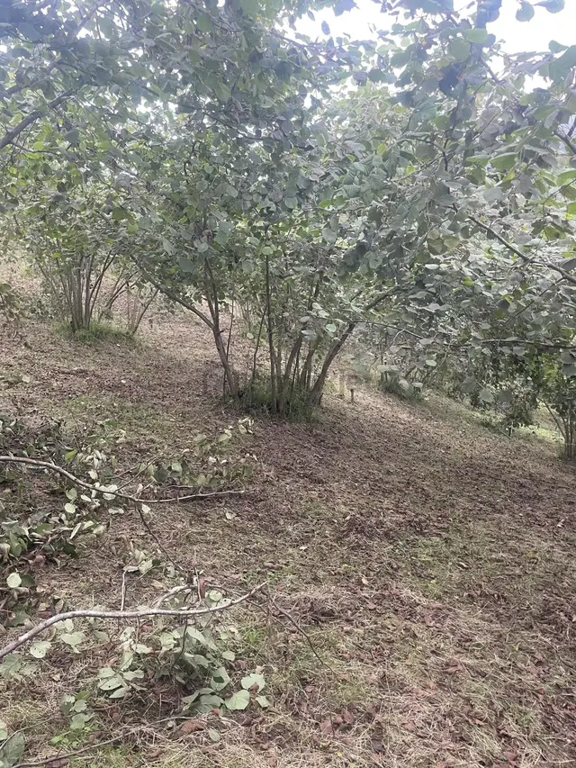 Trabzon Geçit Mah Toki Konutları Yanı Satılık 2438 M2 Arsa 5