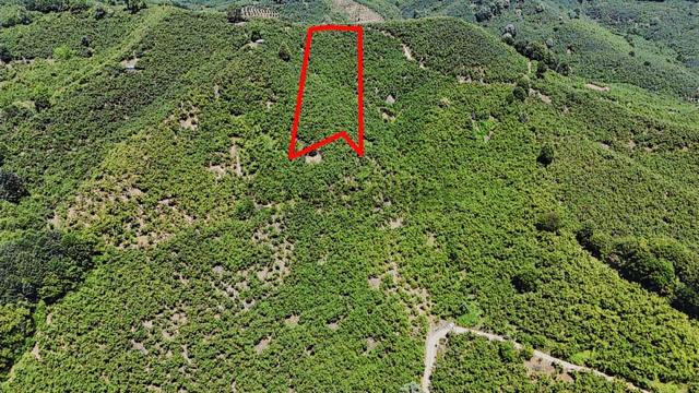 2 Ton Mahsül Garantili Karapelit Mah Fındıklık 5