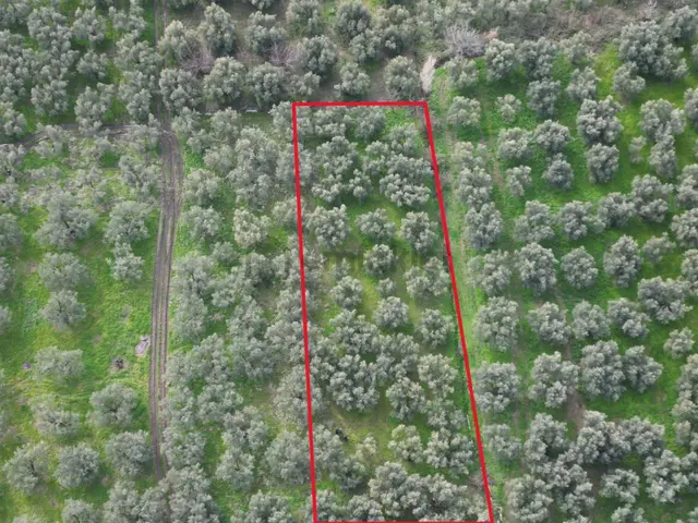 Bursa Orhangazi Üreğil Mahallesi Köy Yakın Satılık Zeytinlik 3