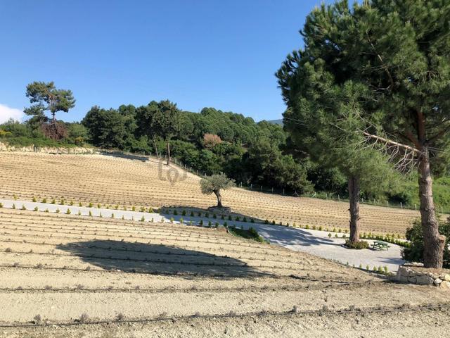 Kuşadası Caferli’de 61.000 M² Teraslanmış, Altyapısı Hazır, Körfez Manzaralı Yatırım Arazisi 3