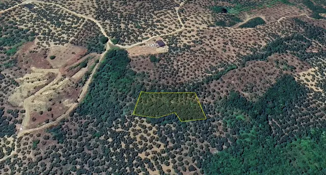 Remax Area'dan Mudanya-talatbey'de 2.5 Dönüm Satılık Zeytinlik 3