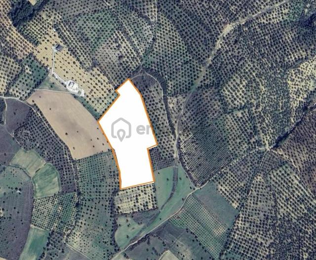 Cıtıland'den Balıkesir Burhaniye Şarköyde Satılık Zeytinlik 5