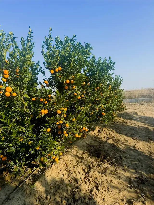 Adahan'dan Çağşırlı Köyünde 55 Dönüm W Murcot Mandalina 1