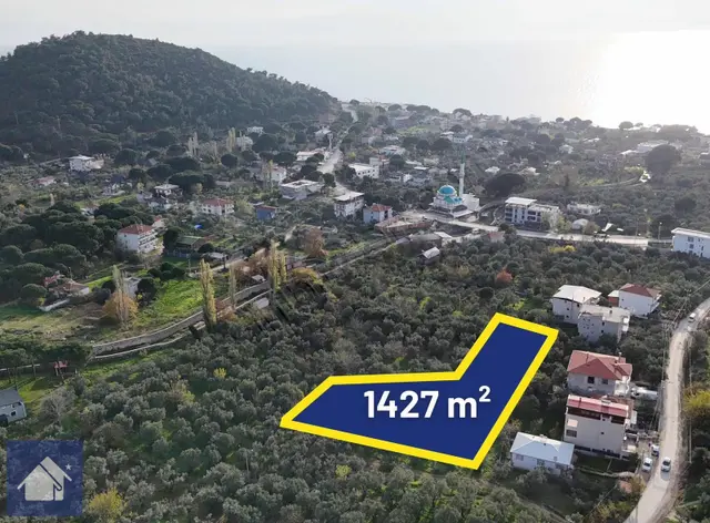 *yiğit Emlak Armutlu'dan*fıstıklı'da*1427 M2 Düz Ayak Zeytinlik 3