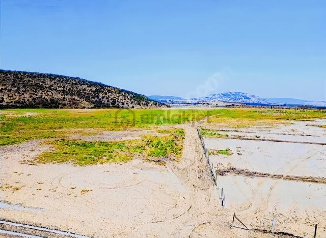 Foça Yeni Bağarasında Tarla 4