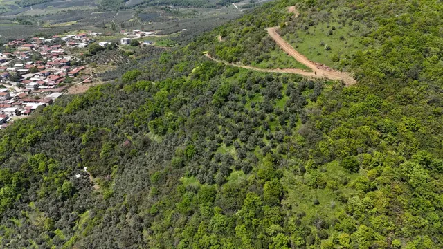 Bursa Mudanya Kaymakoba Manzaralı Satılık Zeytinlik 3513 M2 2