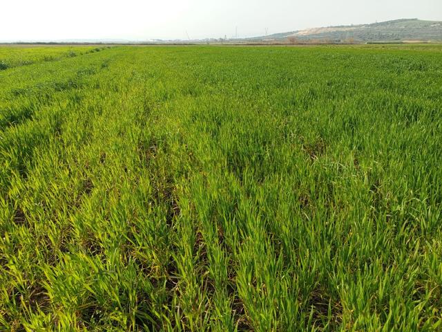 Seyran Mahallesi Satılık 8.900 Mt2 Tek Tapu Müstakil Tarla 4