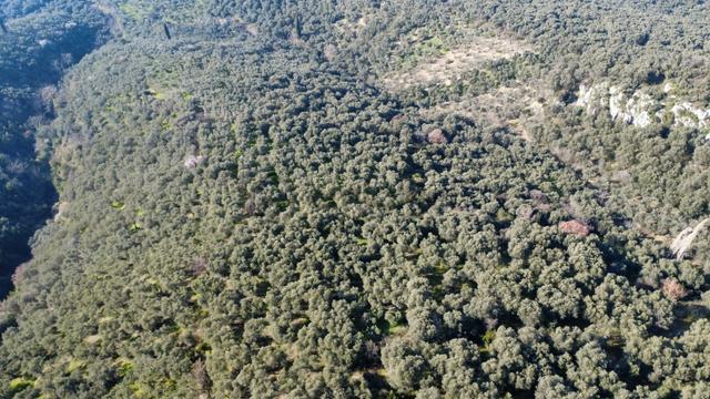Edincik 1.970 M² Satılık Zeytinlik Yatırımlık Fırsat! 4