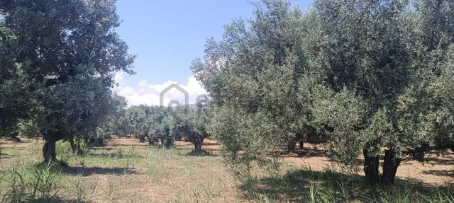Şarköy Eriklice Tepeköy'de Zeytinlik Bağ Full Deniz Manzaralı. 2