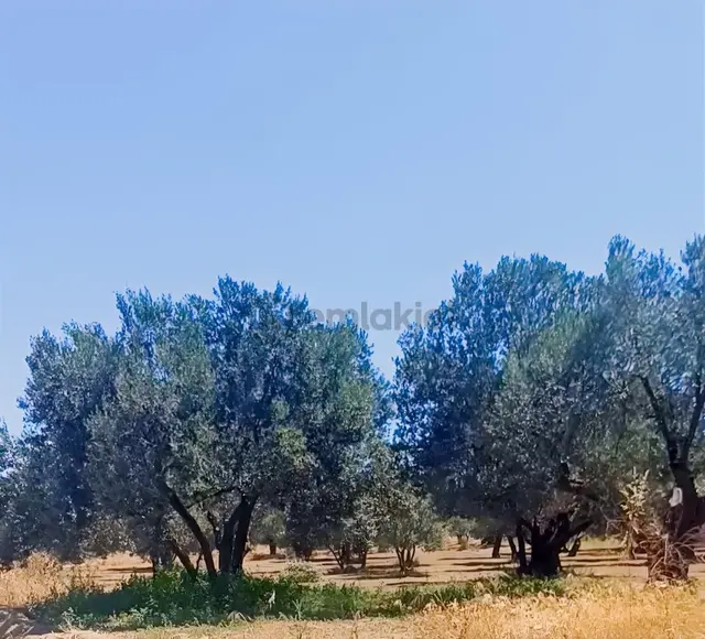 Şarköy Eriklice Tepeköy'de Zeytinlik Bağ Full Deniz Manzaralı. 1