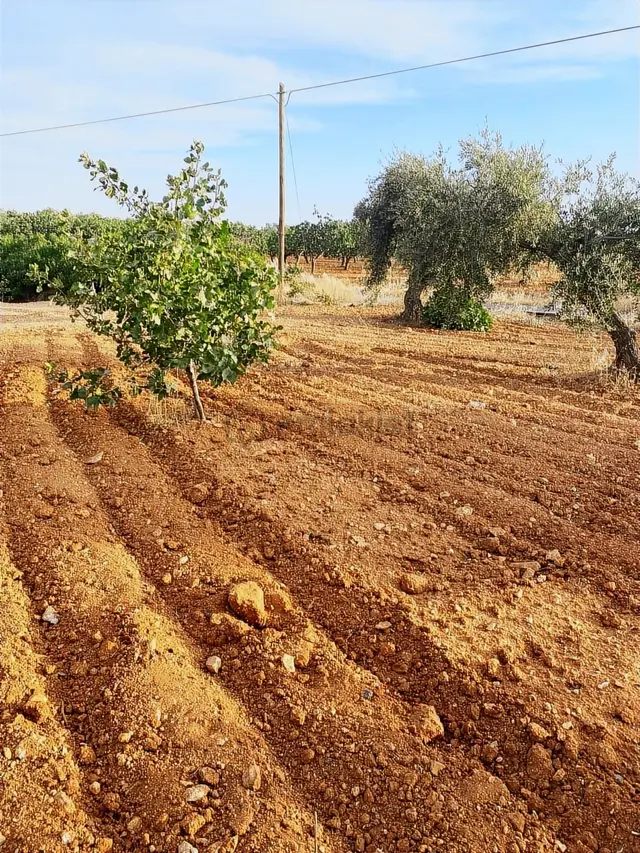 Gaziantep Nizip Yolunda Merkezi Konumda Fıstık Arsası 1