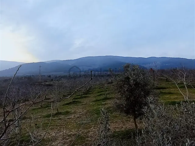 İzmir Bayındır Kızılkeçeli De 1300 M2 Satılık Zeytinlik 3