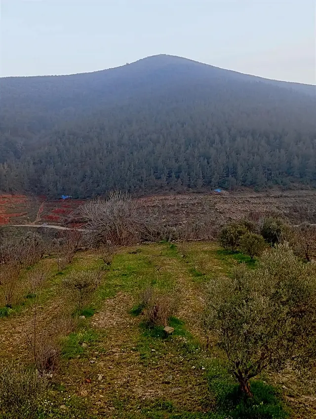 İzmir Bayındır Kızılkeçeli De 1300 M2 Satılık Zeytinlik 5