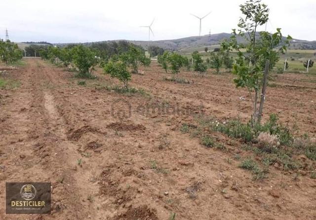 Hg-097 Tepebaşı Eğriöz'de Yola Cephe 3 Parsel Ceviz Bahçesi 1