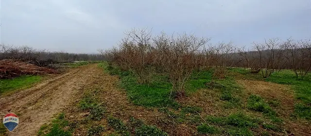 Re/max Mavi Güvencesi Kaynarca Gürpınar Satılık Arazi Yolu Var. 1