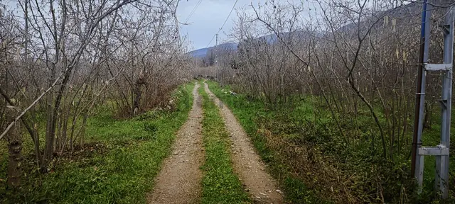 İki Tapu Manzaralı Düz Yol Su Elektrik Üstünde Fındık Var 2