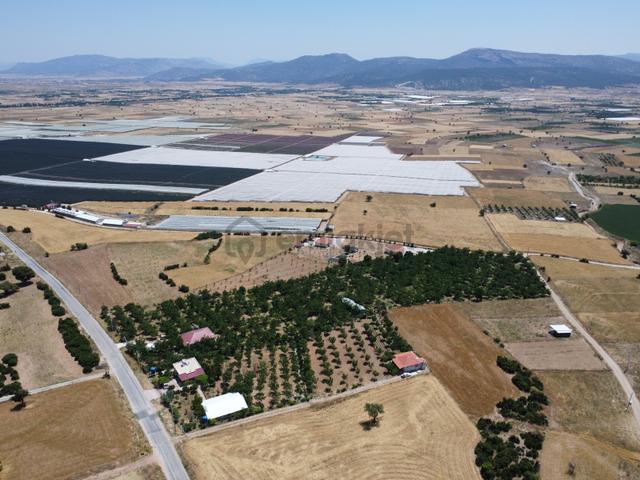 Yeşilyayla'da Satılık 19.759m² Ceviz (chandler) Bahçesi Ve Evi 5