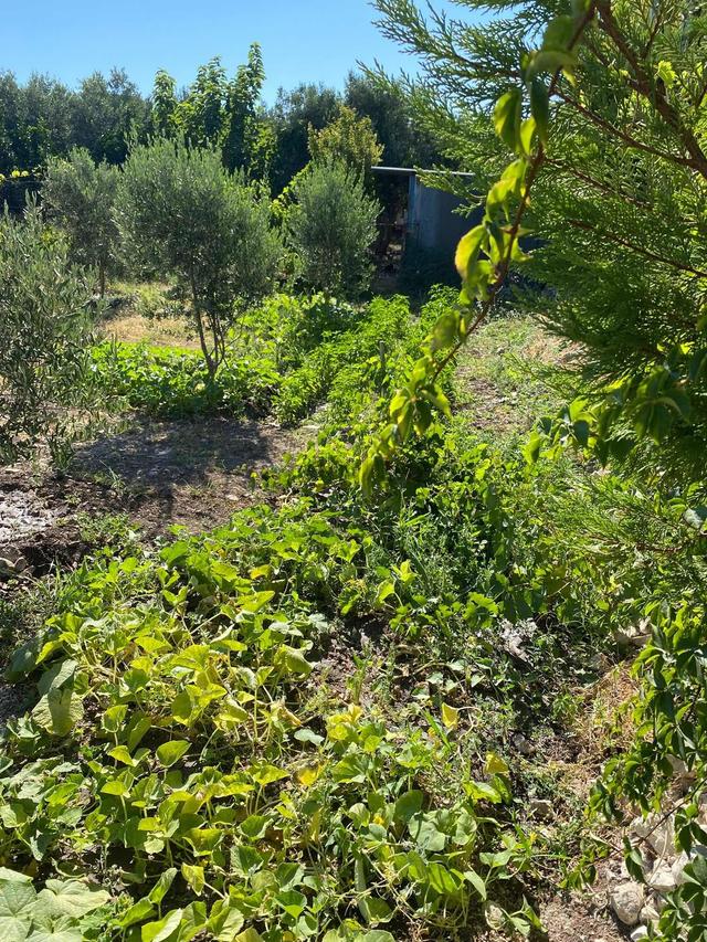 Taşburunda Denize Yakın Tel Örgülü Elektrik Su Mevcut 300m2 Arsa 5