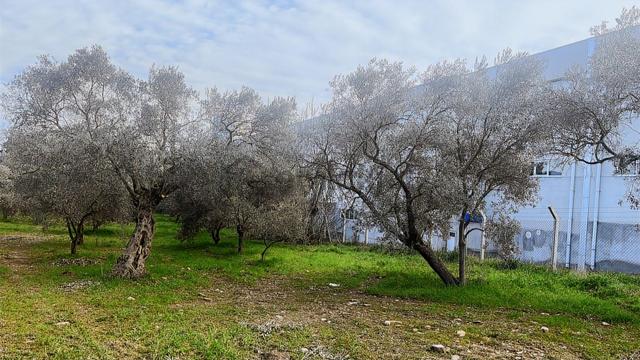 Torbalı Turyaptan Gazi Mustafa Kemal Mah 8274 M2 Bağ Bahçe Tarla 4