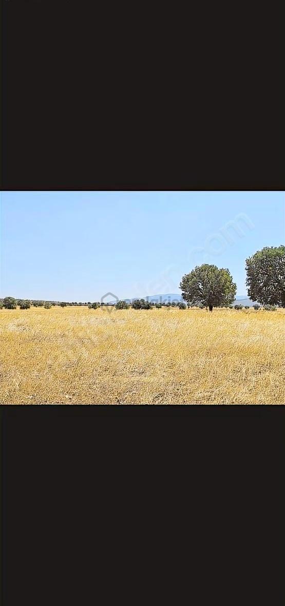 Banaz Susuz Köyünde Uygun 4500m2 Düz Arazi 2