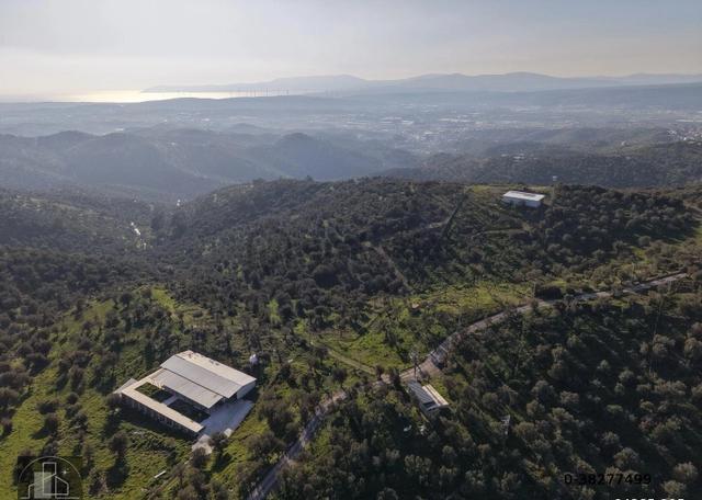 İzmir Seferihisar Ulamış Mahallesinde 19.542m² Satılık Zeytinlik 2