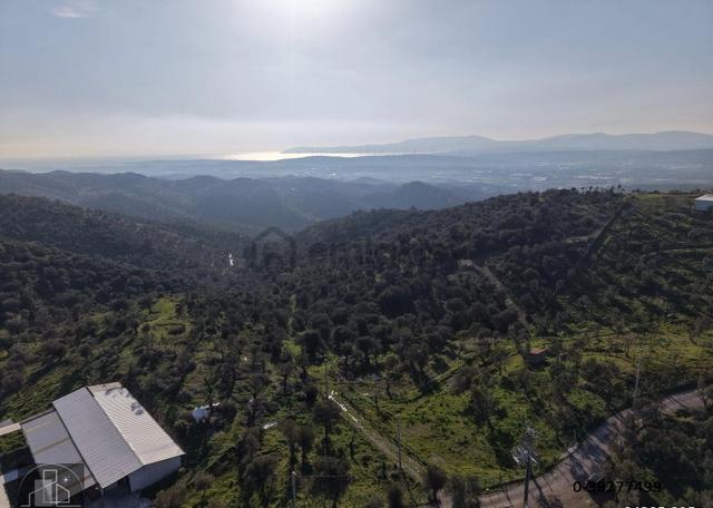İzmir Seferihisar Ulamış Mahallesinde 19.542m² Satılık Zeytinlik 5