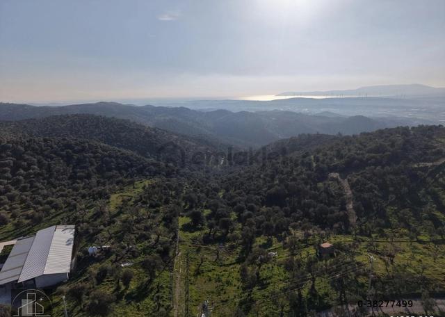 İzmir Seferihisar Ulamış Mahallesinde 19.542m² Satılık Zeytinlik 3