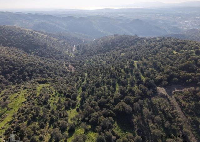 İzmir Seferihisar Ulamış Mahallesinde 19.542m² Satılık Zeytinlik 4