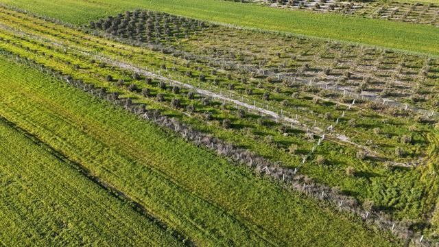 İzmir Menderes Tekeli 2 Ada 1 Parselde 30 Zeytin Ağaçlı 610m2 Hisse Tapulu Tarla 5