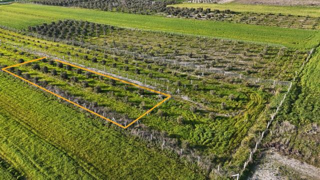 İzmir Menderes Tekeli 2 Ada 1 Parselde 30 Zeytin Ağaçlı 610m2 Hisse Tapulu Tarla 3