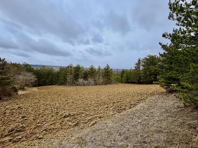 Satılık Saklı Cennet! 7 Dönüm Arazi,3.500 M2'si Özel Çam Ormanlı 2