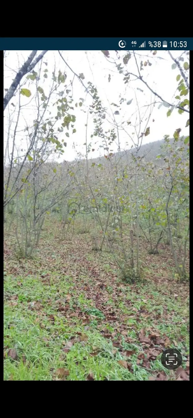 *** Satılık Fındık Bahçesi *** 5