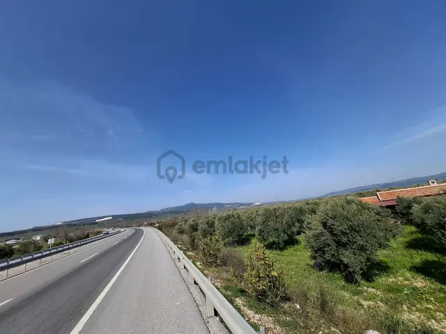 Akhisar Süleymanlı Fahri Sertel Emlaktan Satılık Zeytinlik Akhisar Süleymanlı Fahri Sertel Emlaktan Satılık Zeytinlik