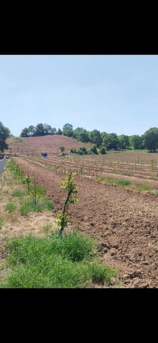 Gökçeyazı Köseağalar Mevki Satılık 2812 M2 Hobi Bahçesi 4