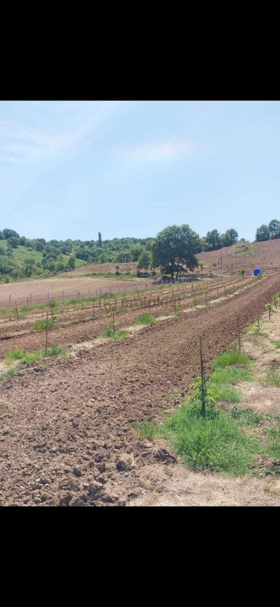 Gökçeyazı Köseağalar Mevki Satılık 2812 M2 Hobi Bahçesi 3