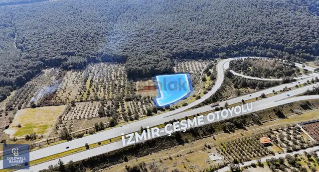 Urla Zeytinlerde Yola Cepheli 7503 M2 Zeytin Ağaçlı Tarla 3