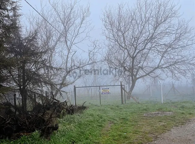 Kemalpaşa Ovacık Köy İçinde Satılık Ceviz Bahçesi 4