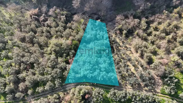 Kumla Konak Emlak”tan Satılık Yola Sıfır Zeytinlik 3
