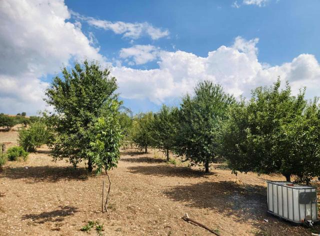 Afyon Yeşilhisarda 15 Yaşında 100adet Ceviz Bagevi Olan Tarla 5