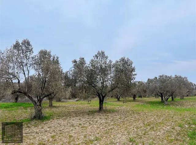 Ezine Üvecikte Yatırımlık & Bakımlı 8.222 M2 Yetişkin Zeytinlik 3
