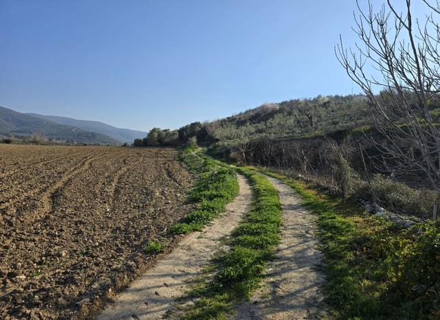İzmir Selçuk Arvalya Mevkii Satılık Tarla 2