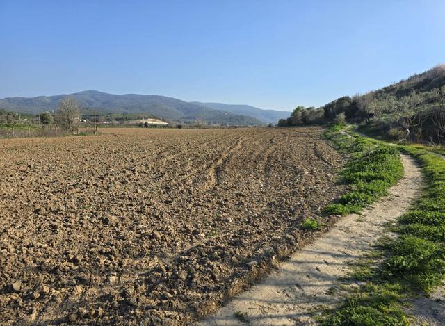 İzmir Selçuk Arvalya Mevkii Satılık Tarla 5
