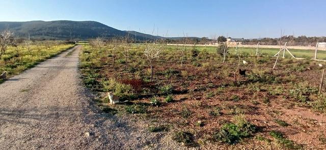 Bodrum Da Hazır Çiftlik 5855 M2 Yola Cepheli Yaşam Evi 5