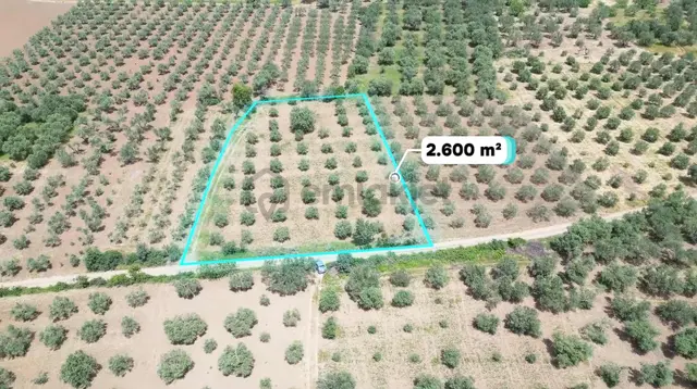 Rızai-taksimi Yapılmış 2625m² Yol Cepheli Zeytinlik 2