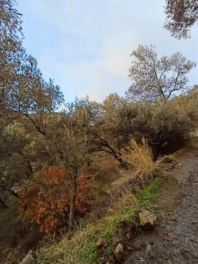 Burhaniye Kuyucakta Verimli, Yatırımlık Zeytinlik 4