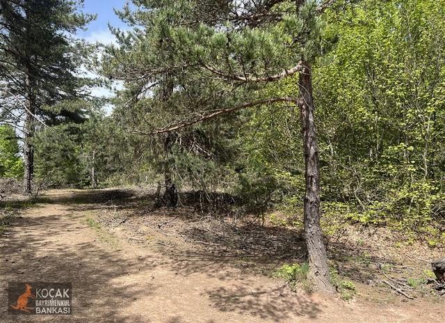 Doğayla İç İçe Olmak İstiyenlere Etrafı Orman 4.700m2 Arazi 5