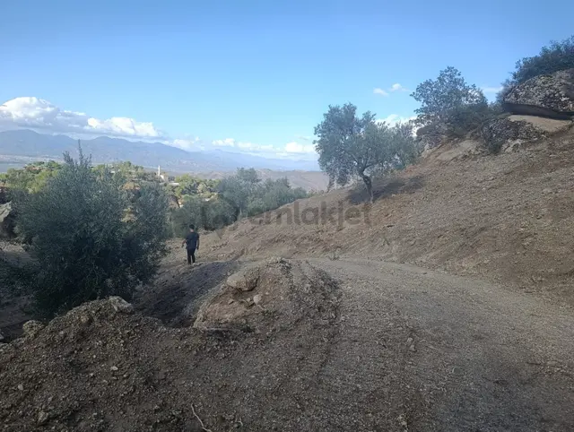 Akinitadan Aydın Koçarlı Gözkayası'nda Satılık Verimli Zeytinlik🌿 5