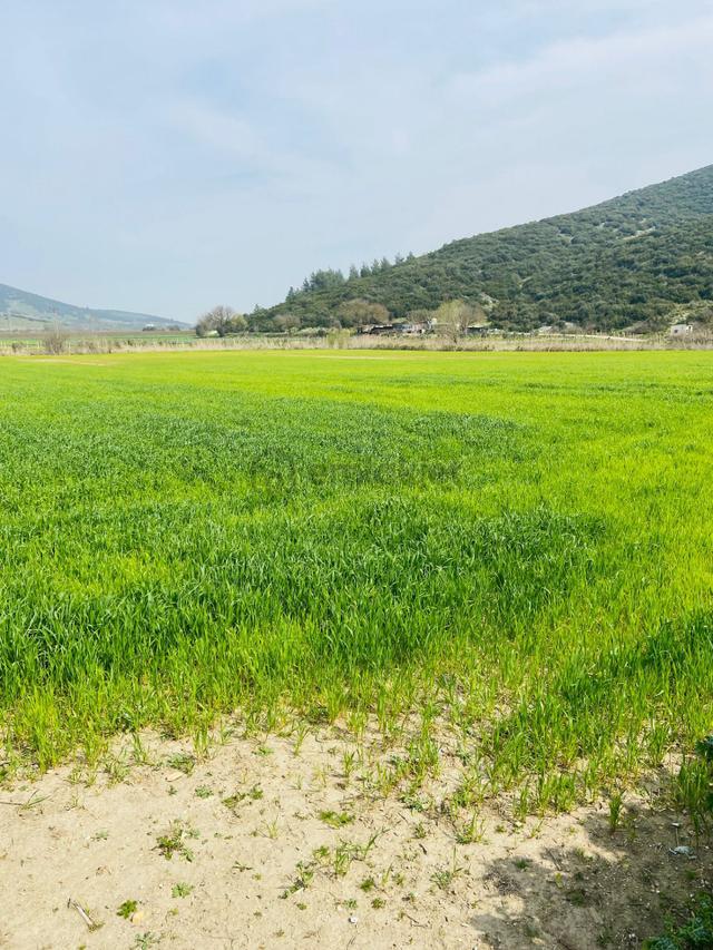 Kurşak Ta Asfalf Yola Cepheli Satılık Tarla 11415 M2 2